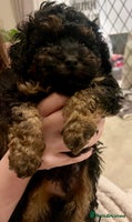 Toy Poodle dogs Kc registered phantom toy poodles ready now! - Advert 4