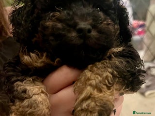 Toy Poodle dogs Kc registered toy poodles - Advert 3