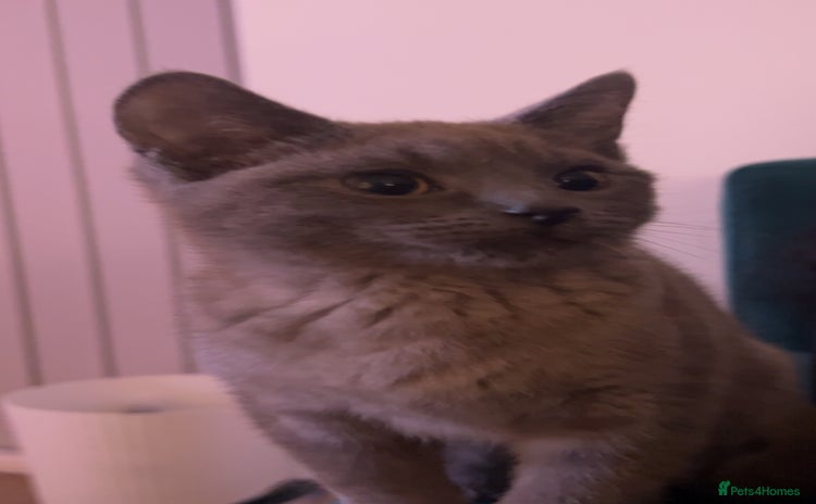 British Shorthair cats - Advert 2