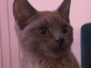 British Shorthair cats - Advert 17