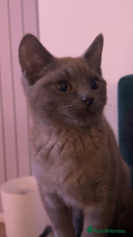 British Shorthair cats - Advert 1