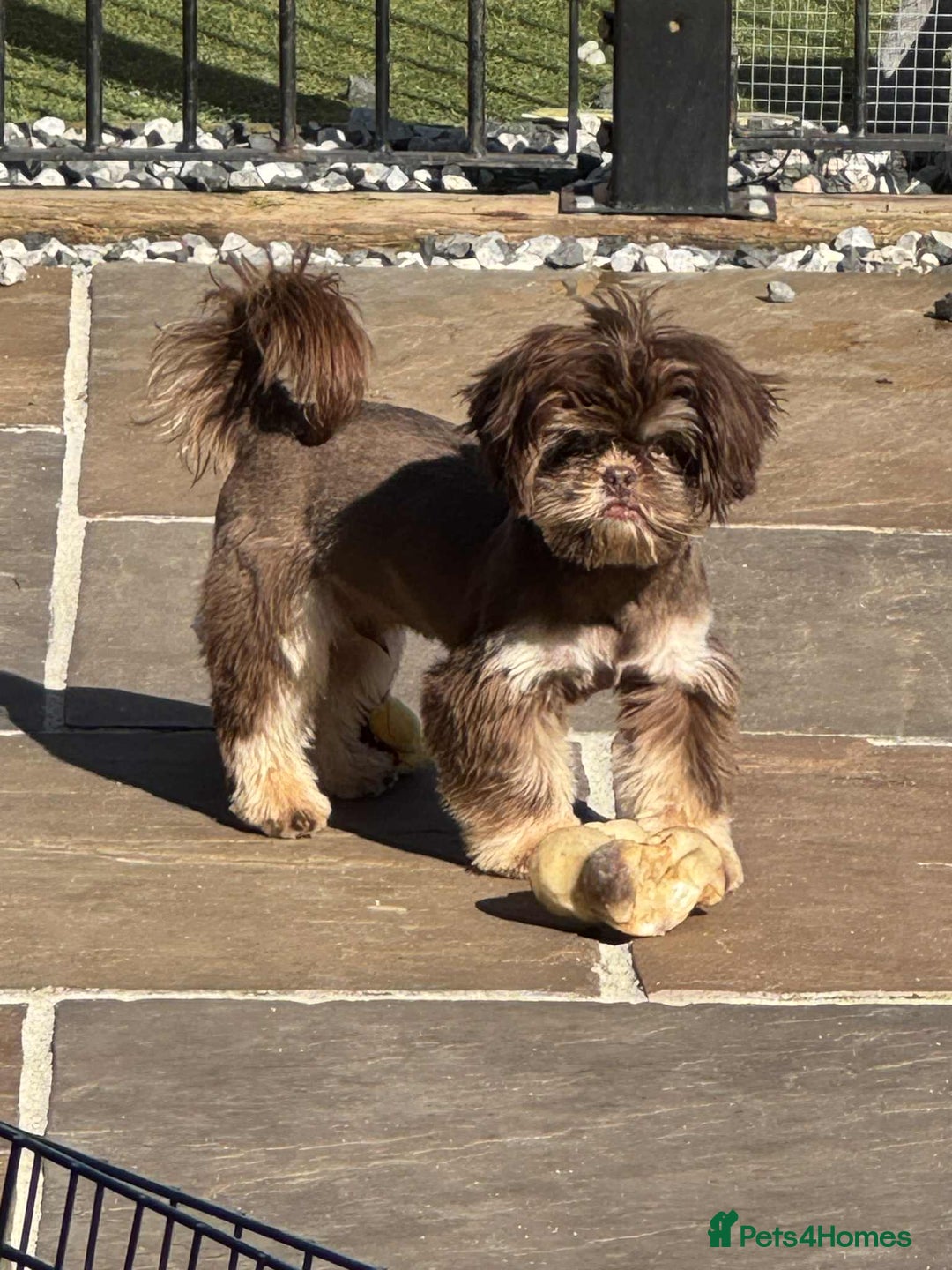 Shih Tzu dogs for stud: BAILEY. Choc dobie carries blue  - Image 7