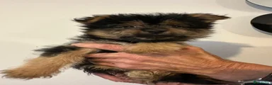 Mixed Breed 2