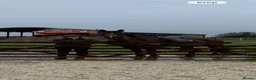 British Warmblood horses for sale: Head turner show jumper  in Woodbridge - Advert 3
