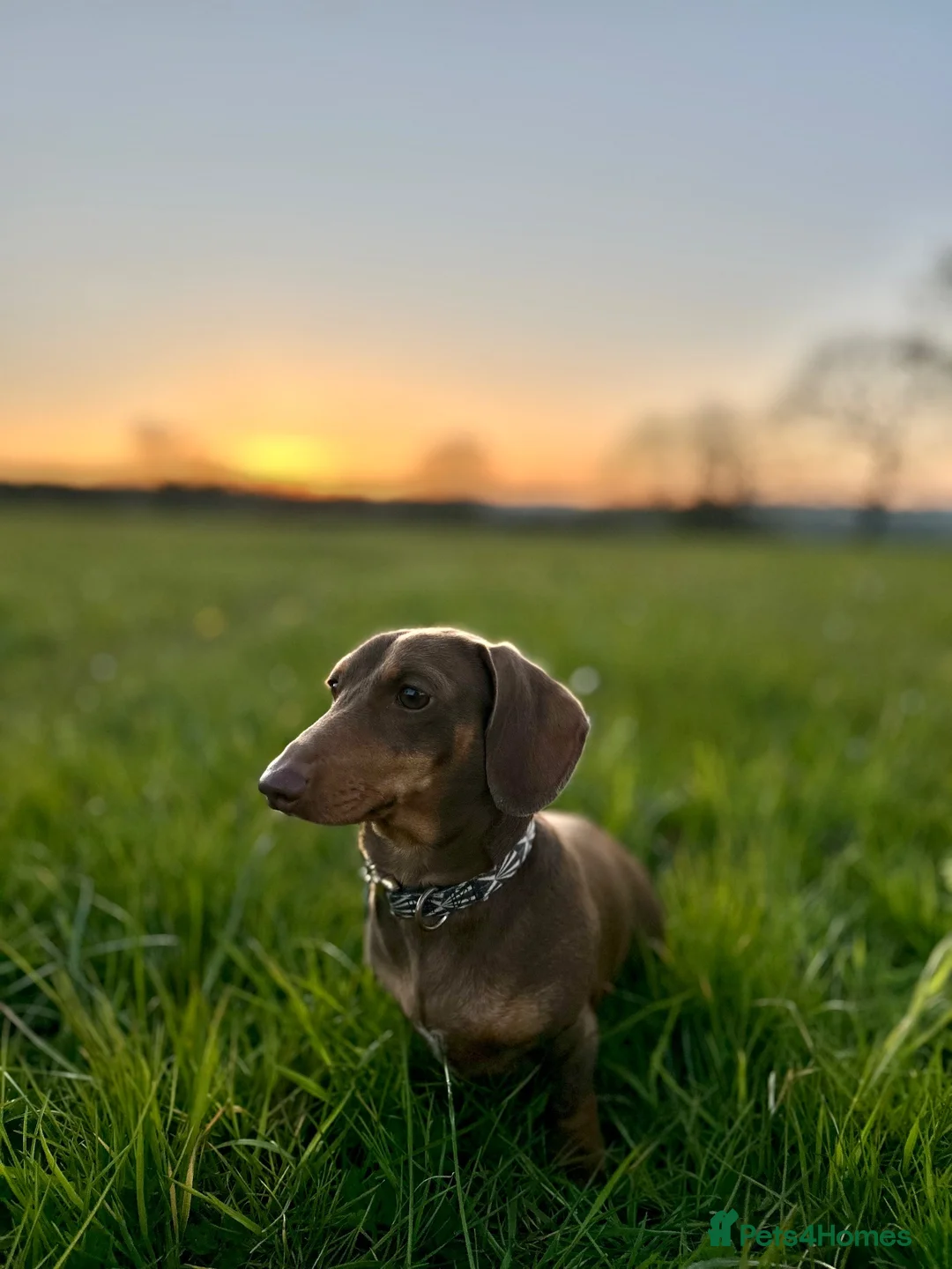 Miniature Dachshund dogs for stud: *For stud* miniature dachshund  - Advert 4