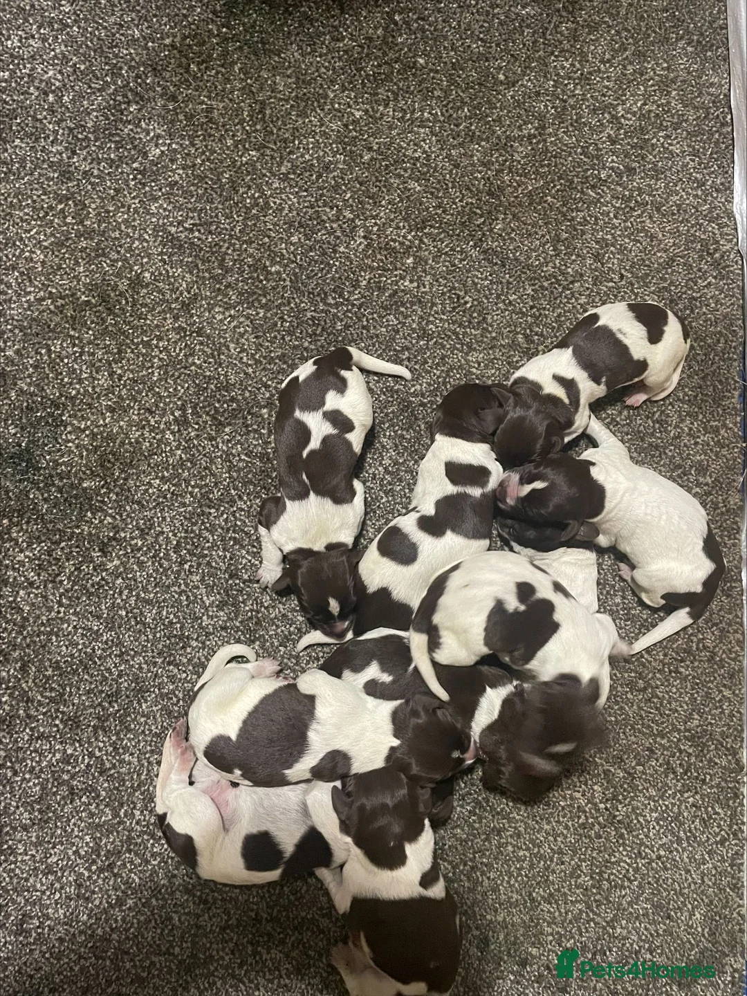 German Wirehaired Pointer dogs for sale: KC Reg German Wirehaired pointers Due July  - Advert 2