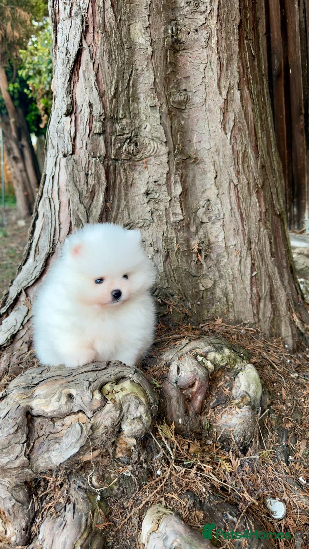 Pomeranian dogs for sale: Stunning White Pom Boy For Sale! 🐾 in London - Advert 2