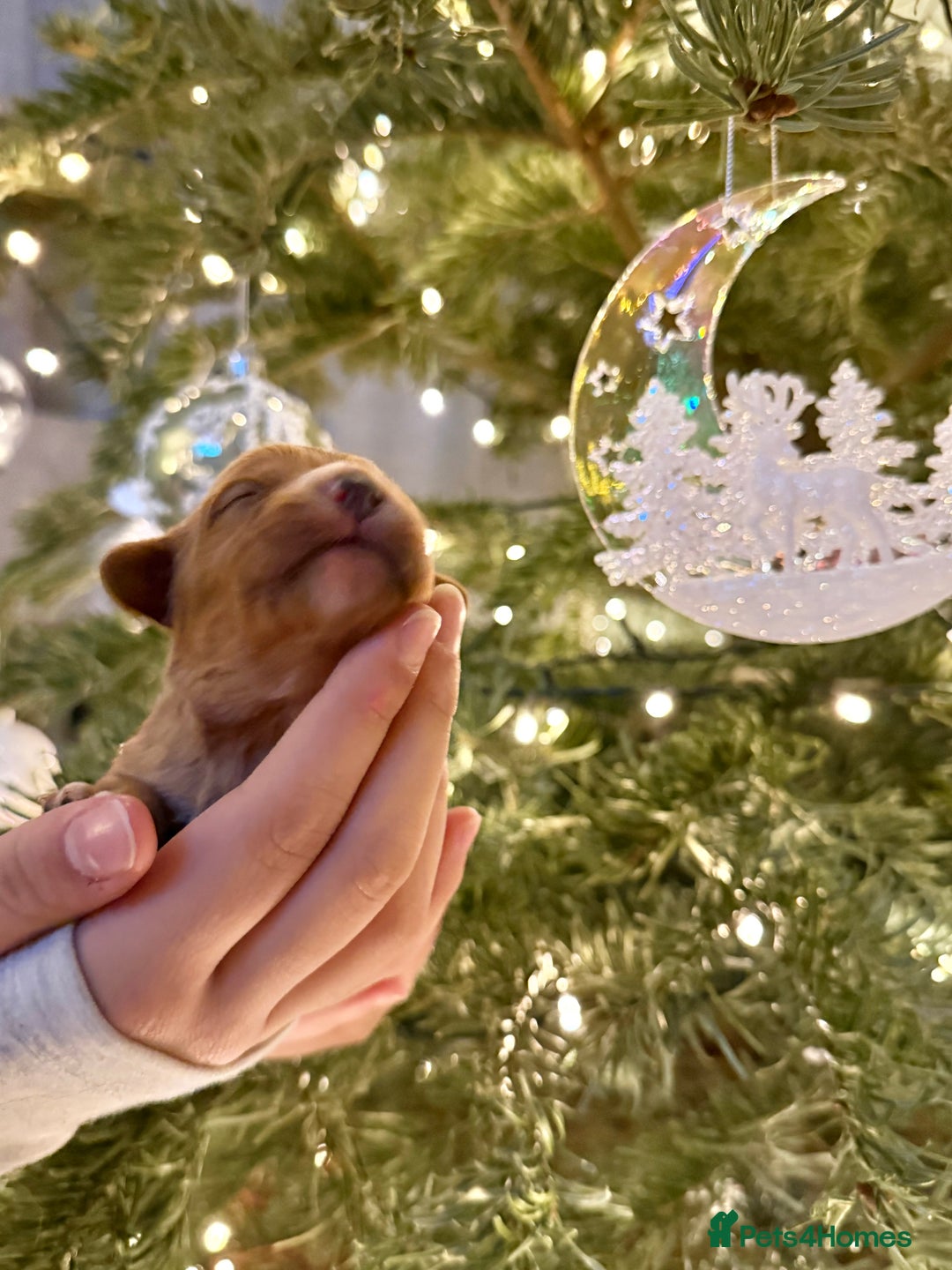 Cavapoo dogs for sale: Gorgeous Cavapoo Puppies  - Advert 8