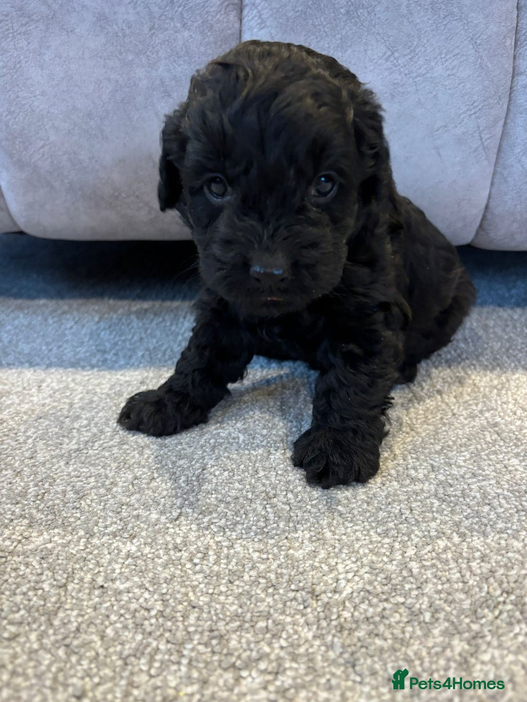 Cockapoo dogs for sale: Six stunning cockapoo puppies - Advert 28