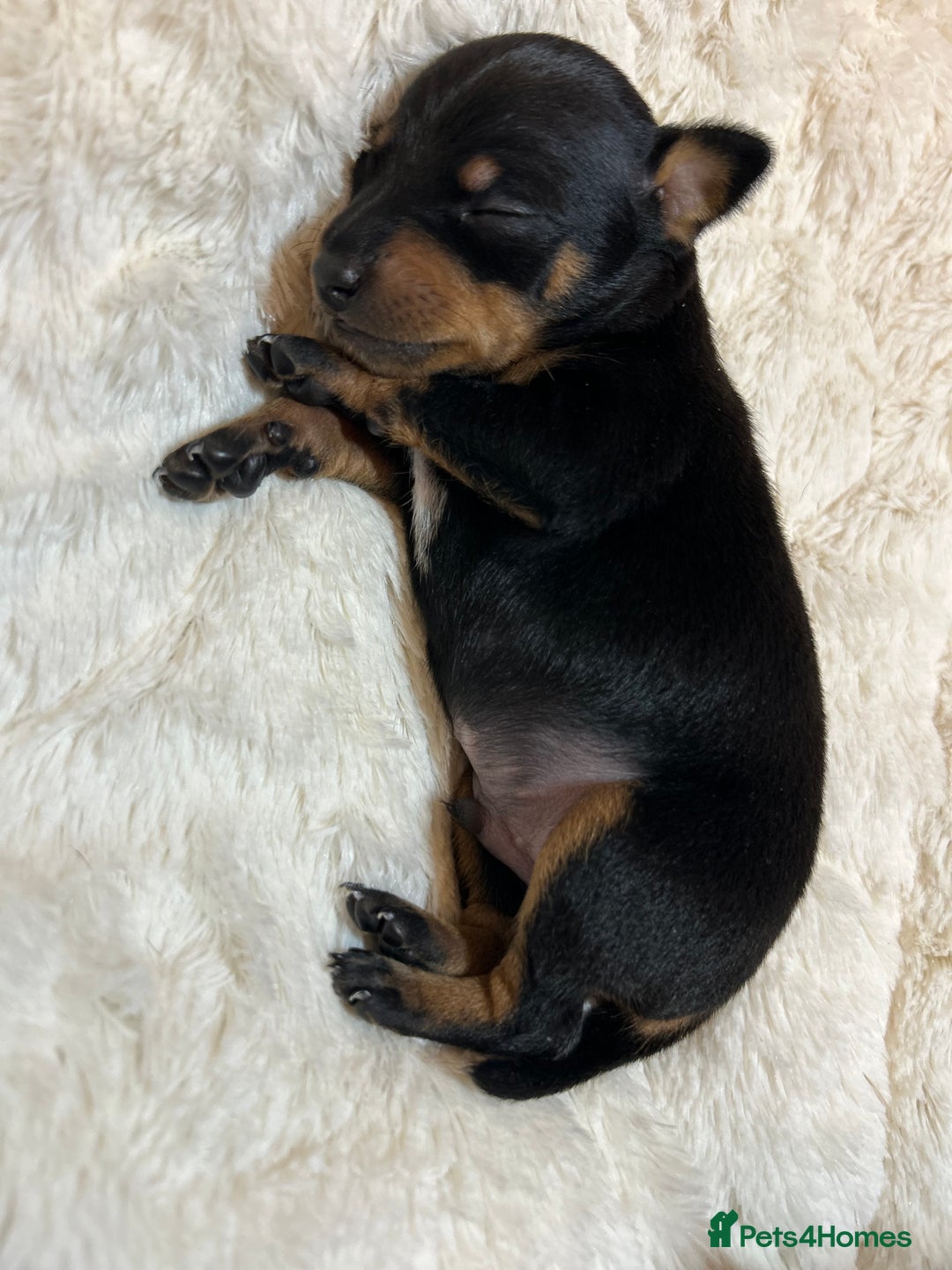 Miniature Pinscher dogs for sale: Gorgeous MinPin Puppies-Ready from 8th Dec! - Advert 2