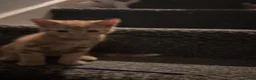 Mixed Breed cats for sale: 6 beautiful kittens  in Nottingham - Advert 10