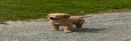 Mini Goldendoodle dogs for sale:   Like owning a miniature fluffy Golden Retriever - Advert 8