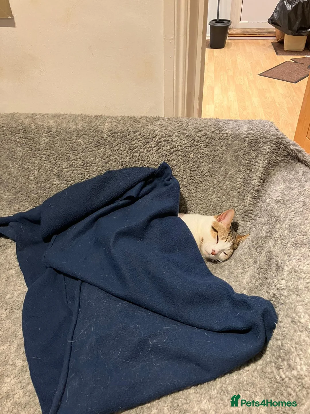 British Shorthair cats for sale: Cute Kitten for Adoption ! - Advert 2