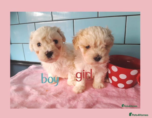 Maltipoo dogs - Advert 3