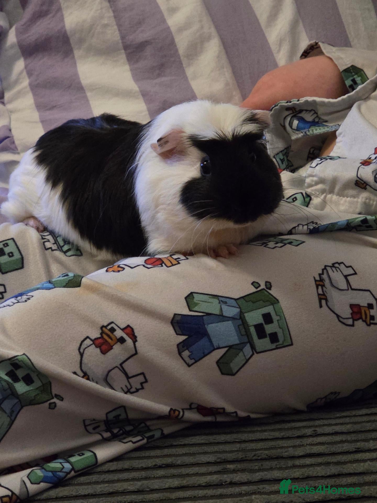 Guinea Pig rodents Popcorn - sow - 1 year old - Advert 15