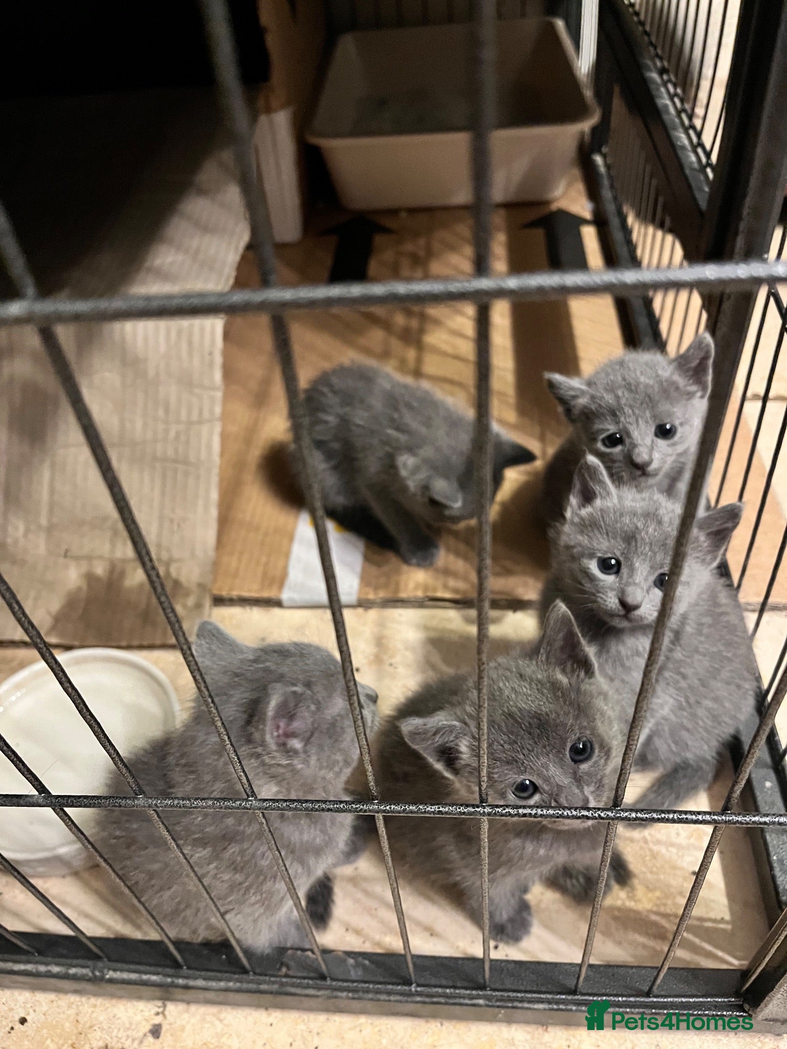 Russian Blue cats 5 Beautiful Russian Blue Kittens - Advert 2