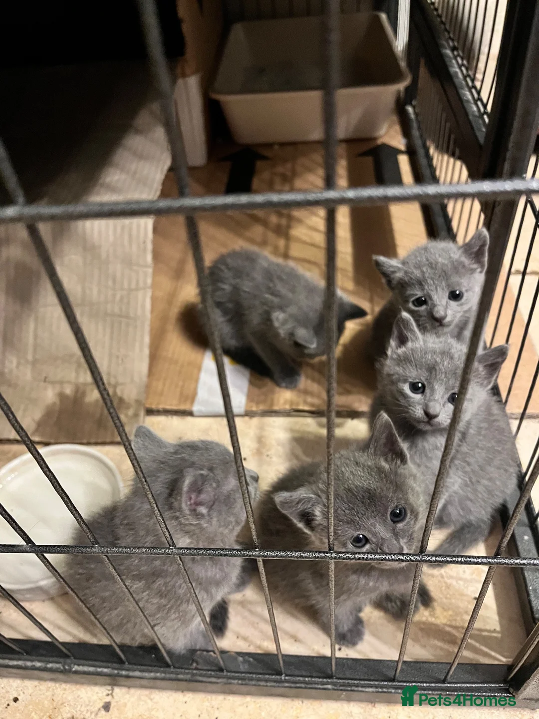 Russian Blue cats for sale: 5 Beautiful Russian Blue Kittens in Swindon - Advert 2