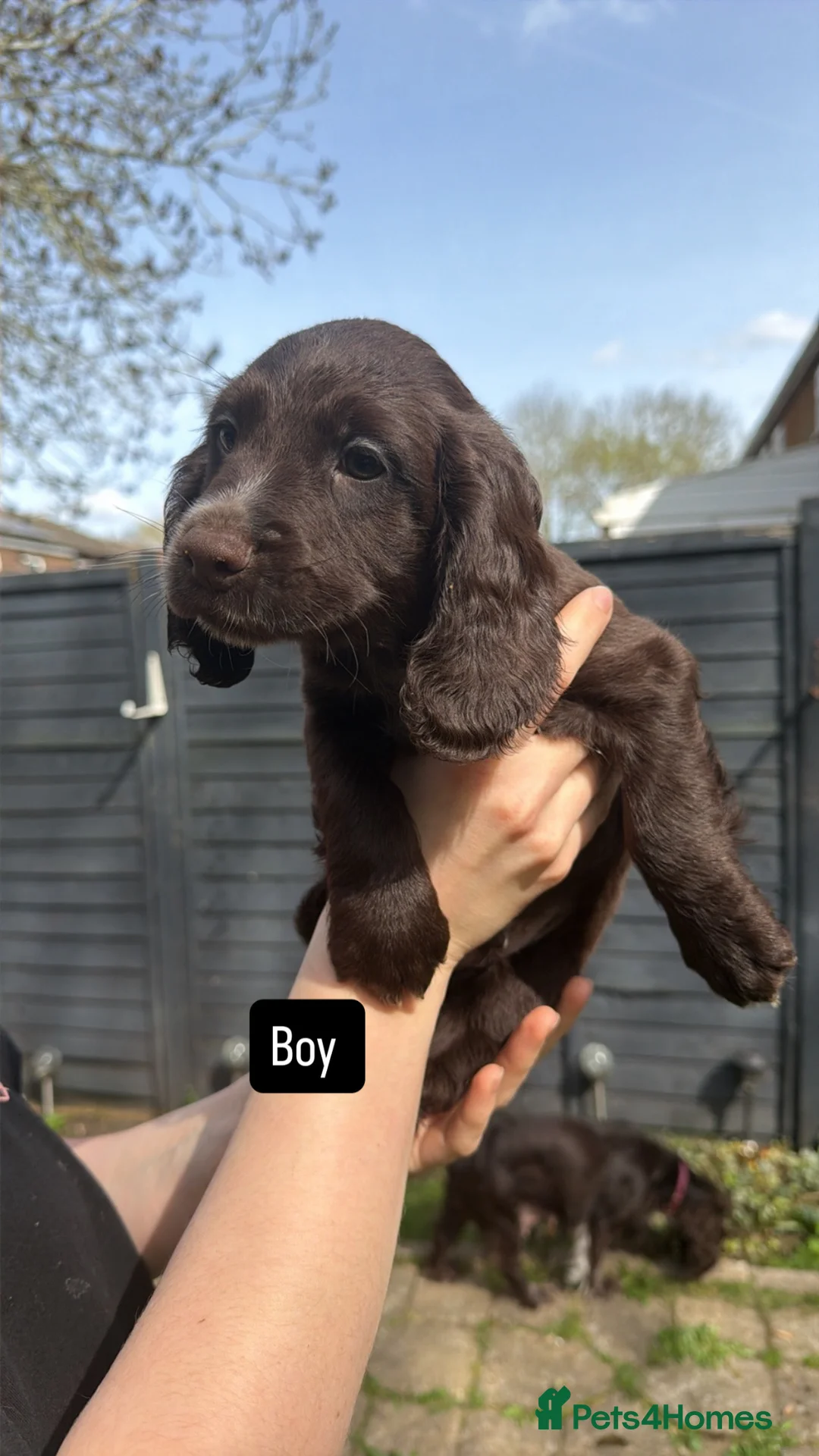 Cocker Spaniel dogs for sale: Working cockerspaniel puppies in Peterborough - Advert 2