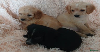 Cockapoo dogs - Advert 11