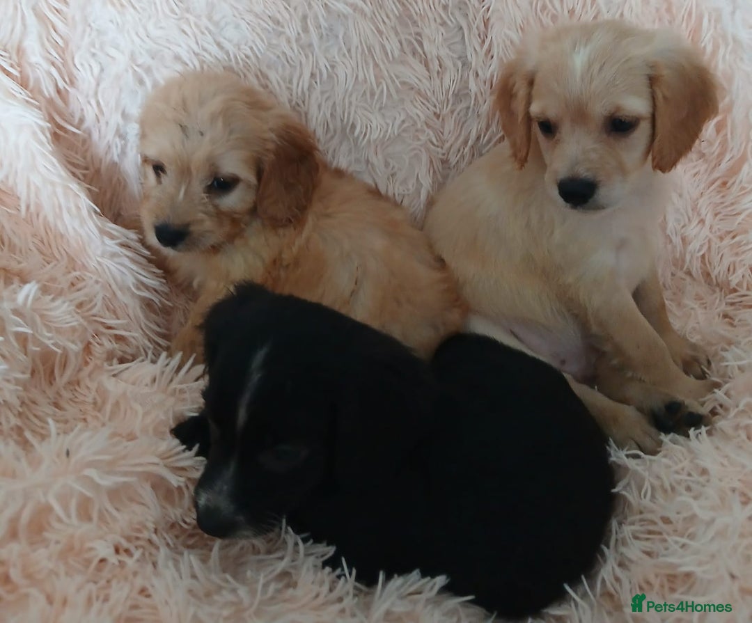 Cockapoo dogs for sale: Cockapoo puppies  - Image 3