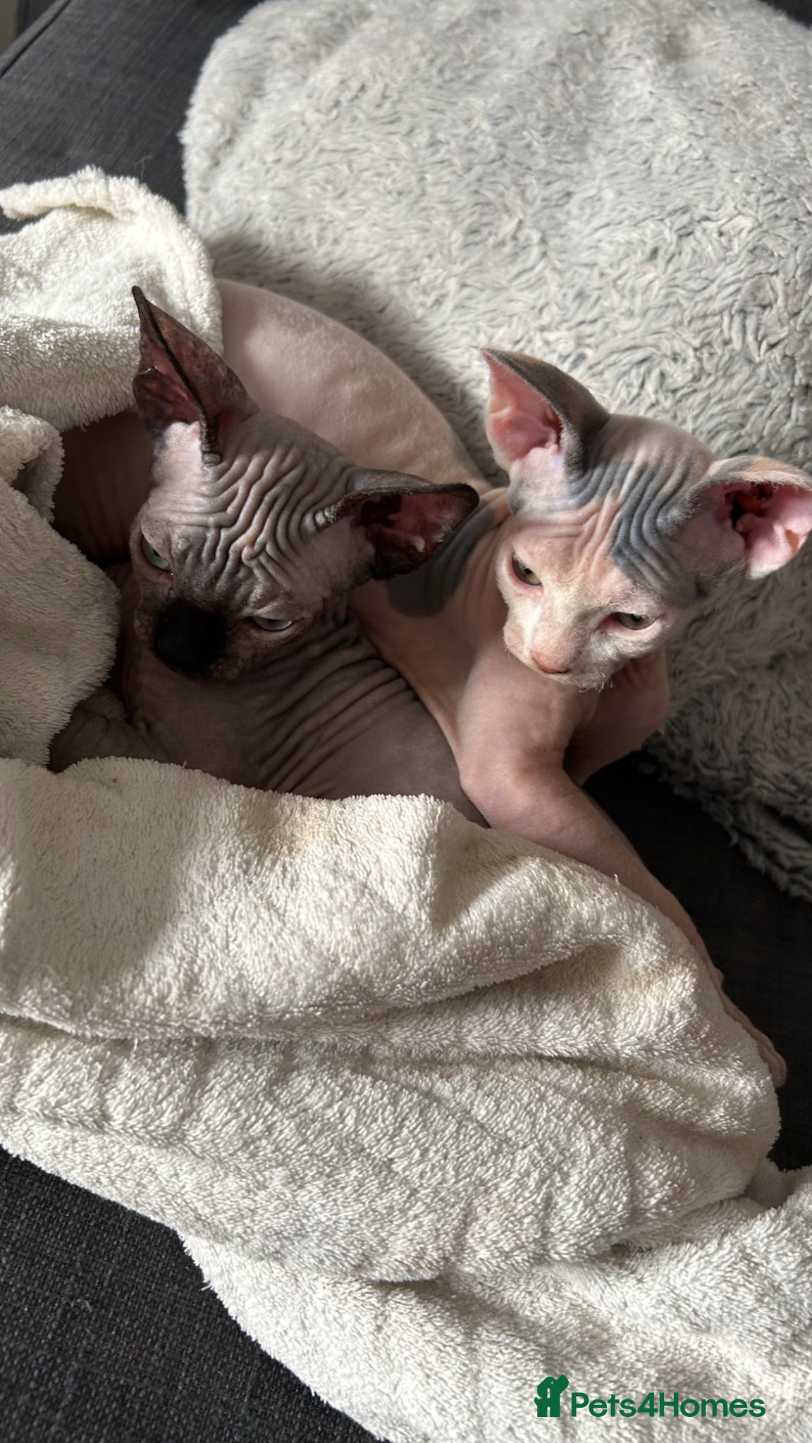 Sphynx cats 2 amazing female READY to New home - Advert 8