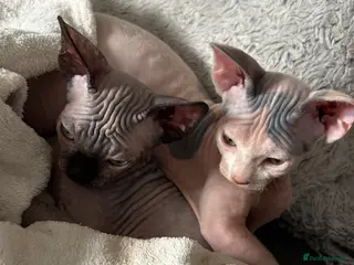 Sphynx cats 2 amazing female READY to New home - Advert 8