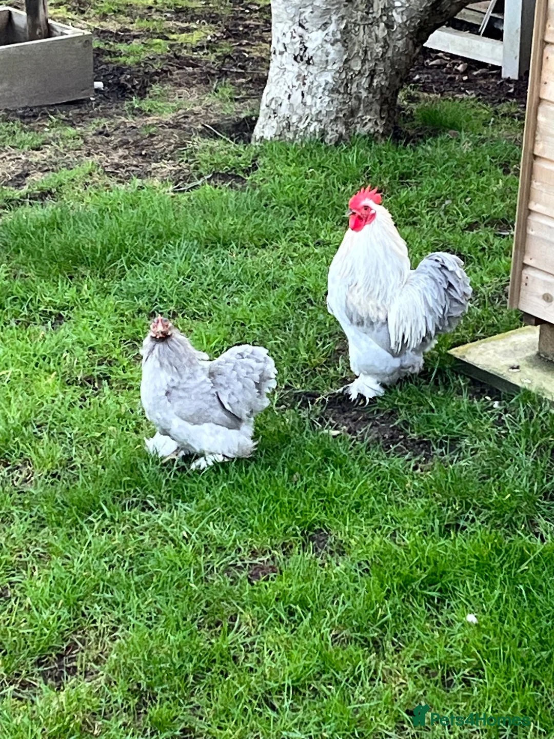 Chickens poultry for sale: Trio lavender Pekin - Advert 3