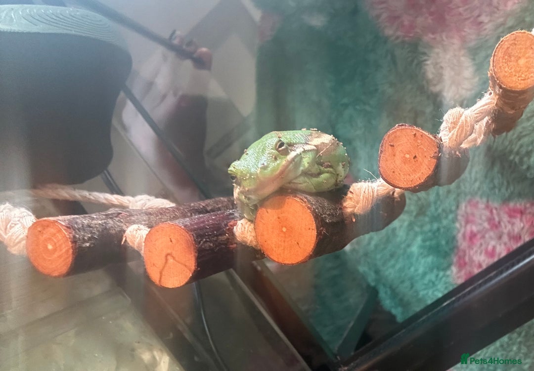 Frog reptiles for sale: American Green Tree Frog  - Advert 4