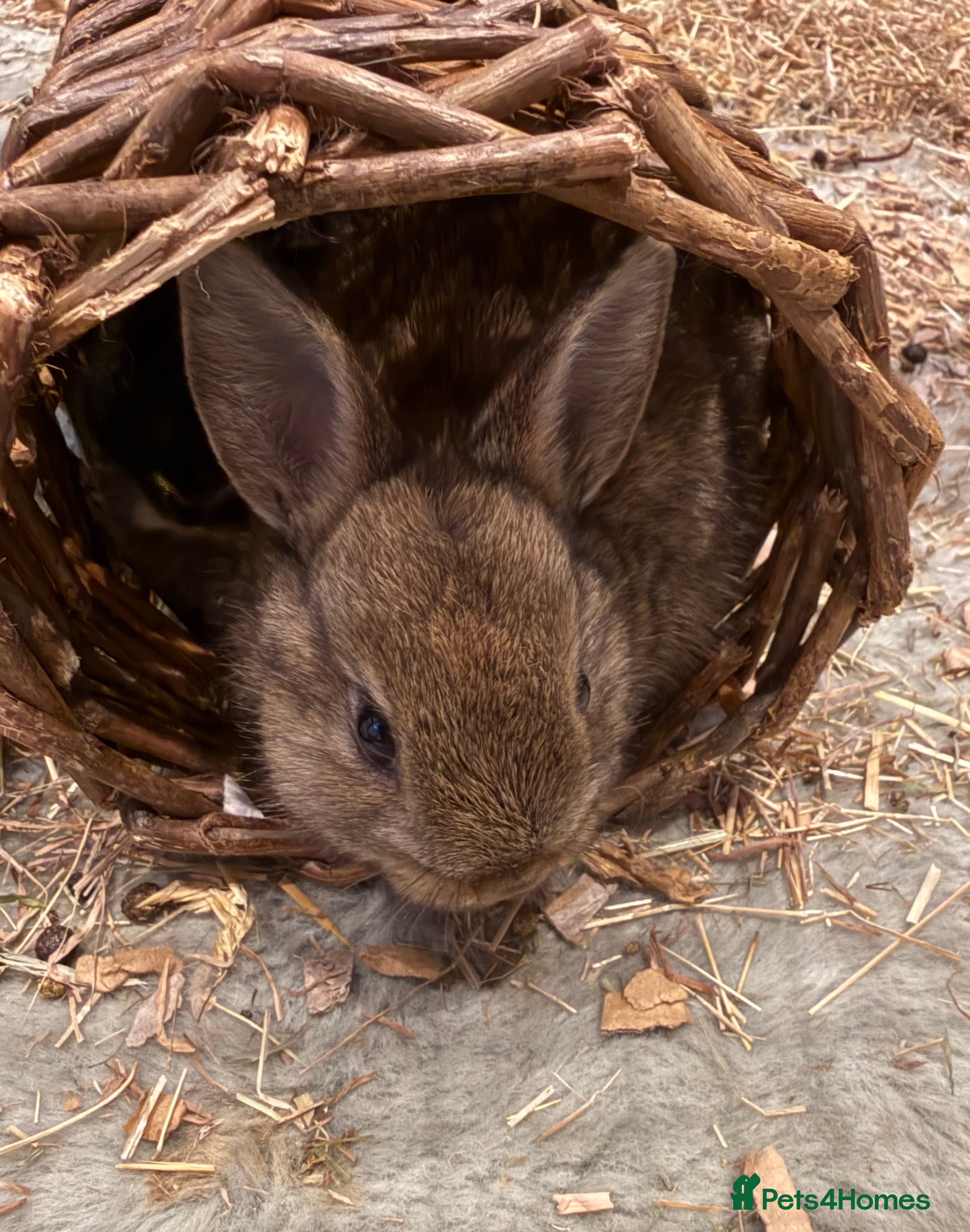Netherland Dwarf rabbits Netherland Dwarf Rabbits  - Advert 1