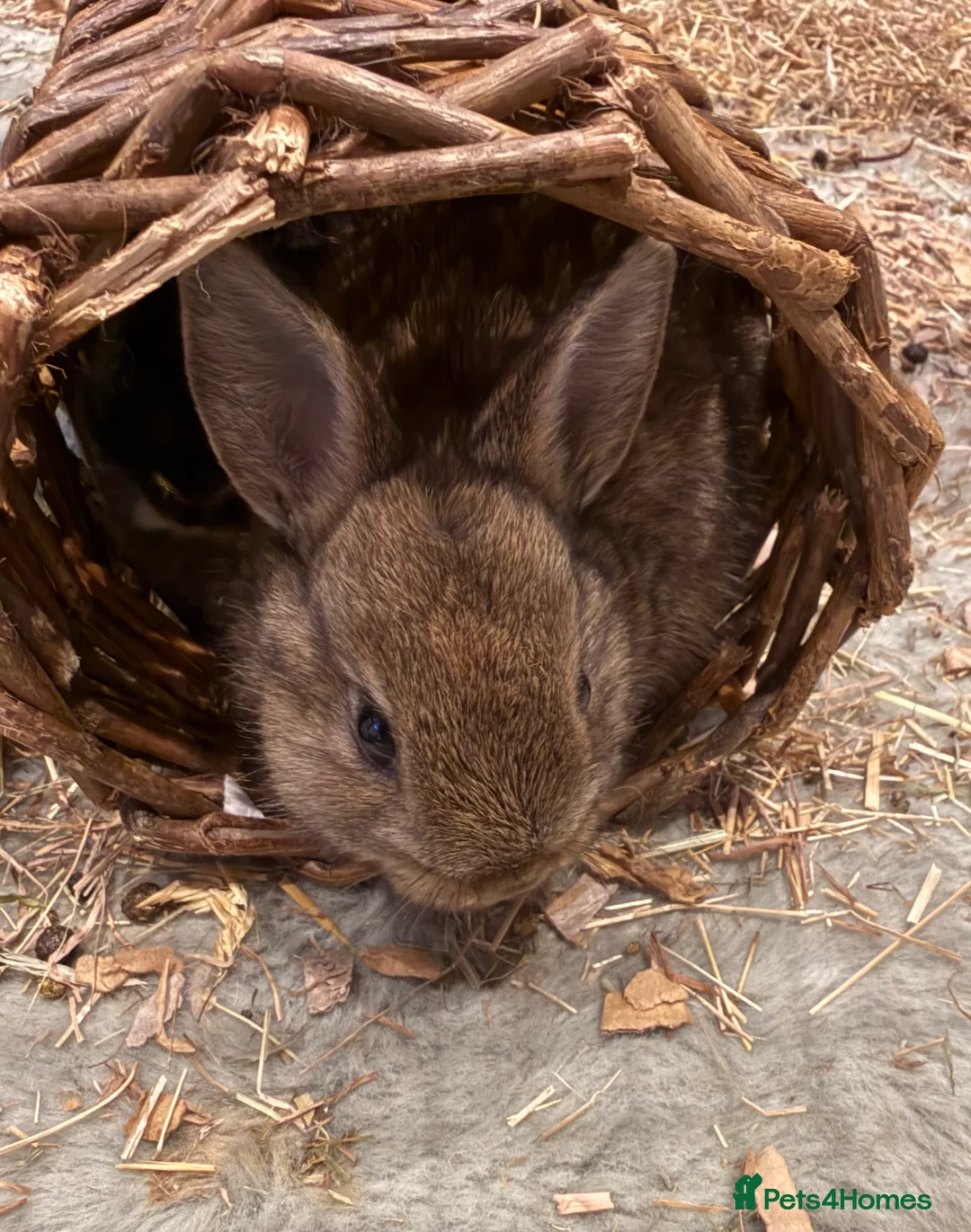 Netherland Dwarf rabbits for sale: Netherland Dwarf Rabbits  - Advert 1