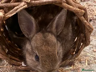 Netherland Dwarf rabbits Netherland Dwarf Rabbits - Advert 1