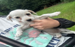 Jack Russell dogs for sale: 7 stunning jack russells for sale - Image 3