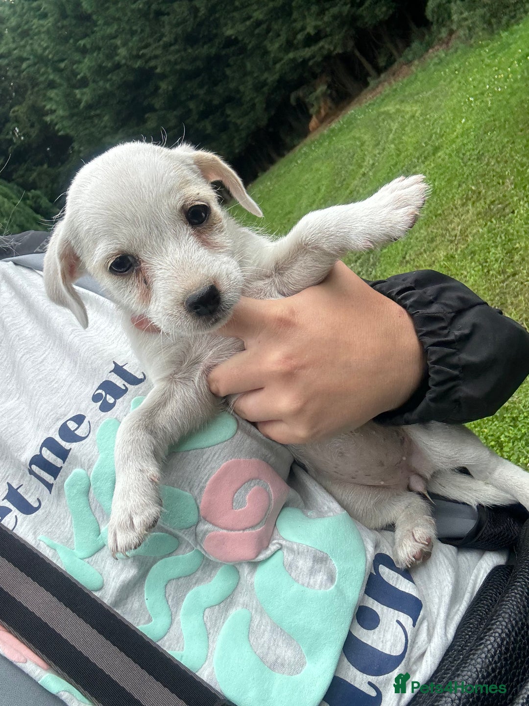 Jack Russell dogs for sale: 7 stunning jack russells for sale - Image 3