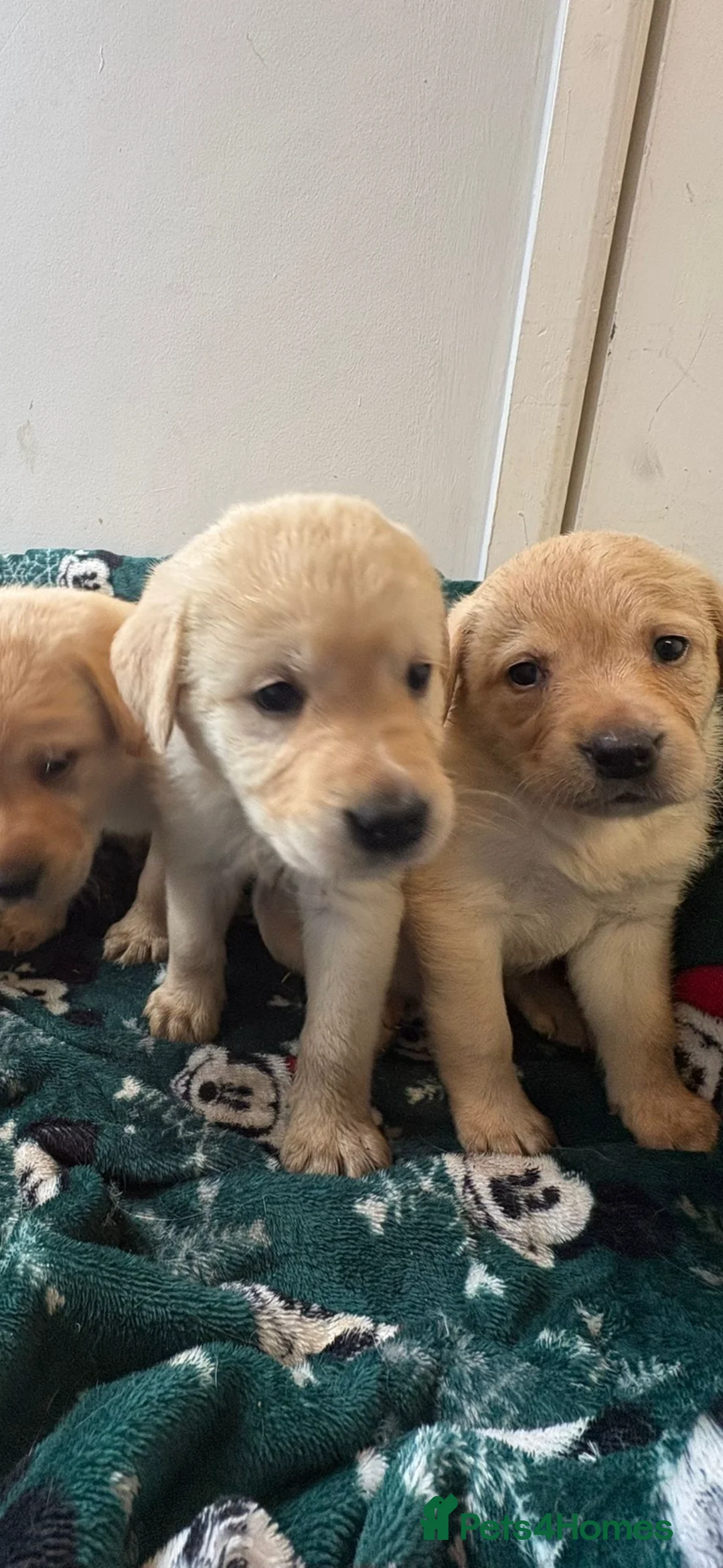 Labrador Retriever dogs for sale: Labrador pups - Advert 23