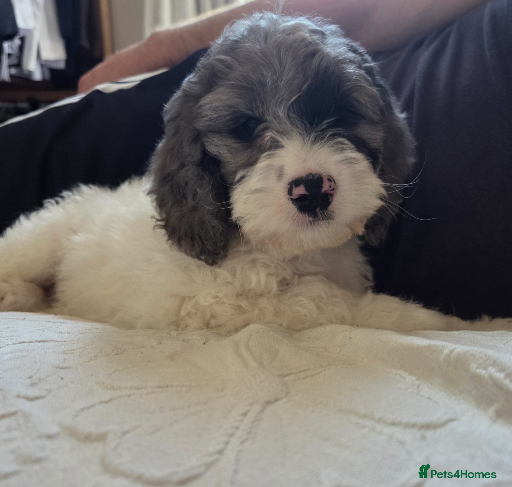 Cockapoo dogs Now Ready Gorgeous and Cheeky Cockapoo Puppies - Advert 9