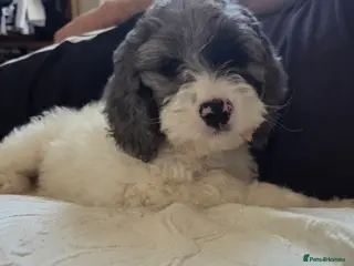 Cockapoo dogs Now Ready Gorgeous and Cheeky Cockapoo Puppies - Advert 9