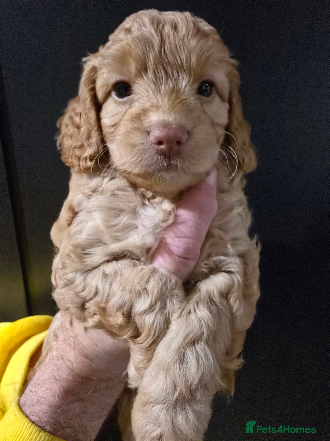 Cockapoo dogs for sale: F1 cockapoo puppies - extensive health tests - Advert 4
