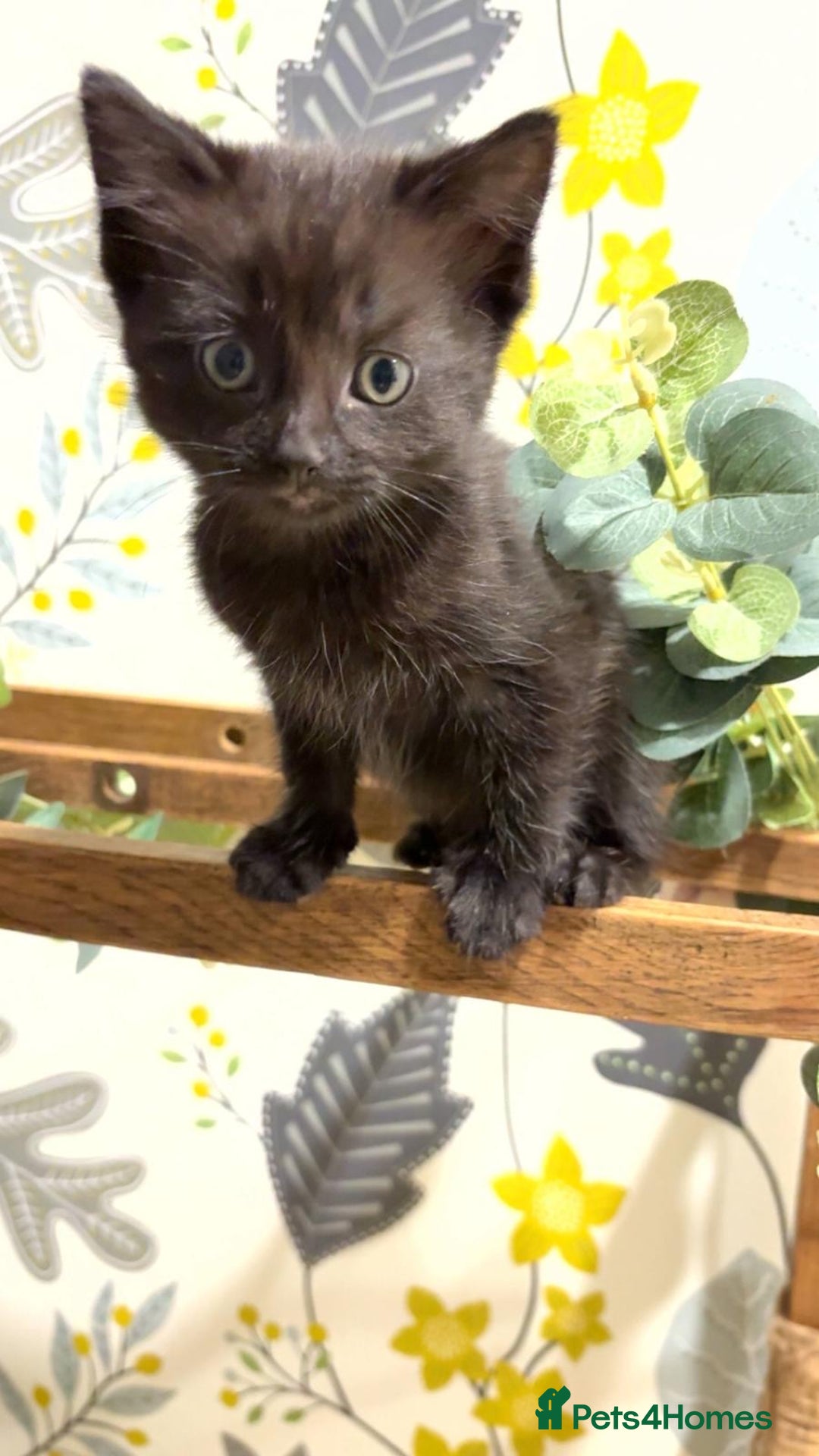 Mixed Breed cats for sale: Kittens ready for their new homes  - Advert 3