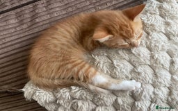 Mixed Breed cats for sale: Kitten’s for sale - Image 2