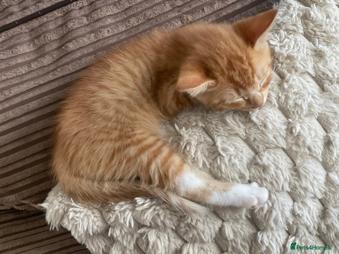 Mixed Breed cats for sale: Kitten’s for sale - Image 2