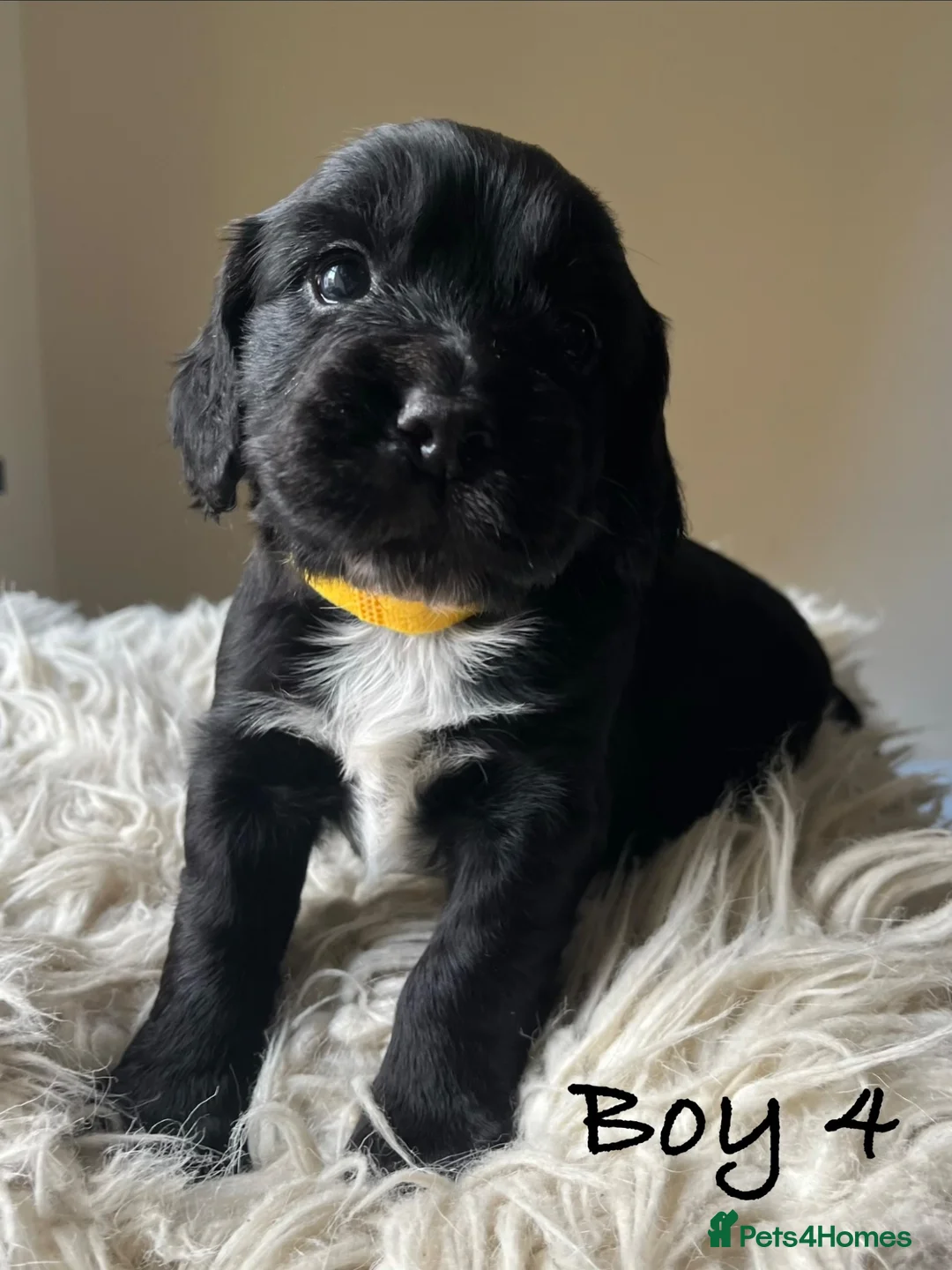 Cocker Spaniel dogs for sale: Exceptional KC Working Cocker Spaniel Puppies - Advert 1