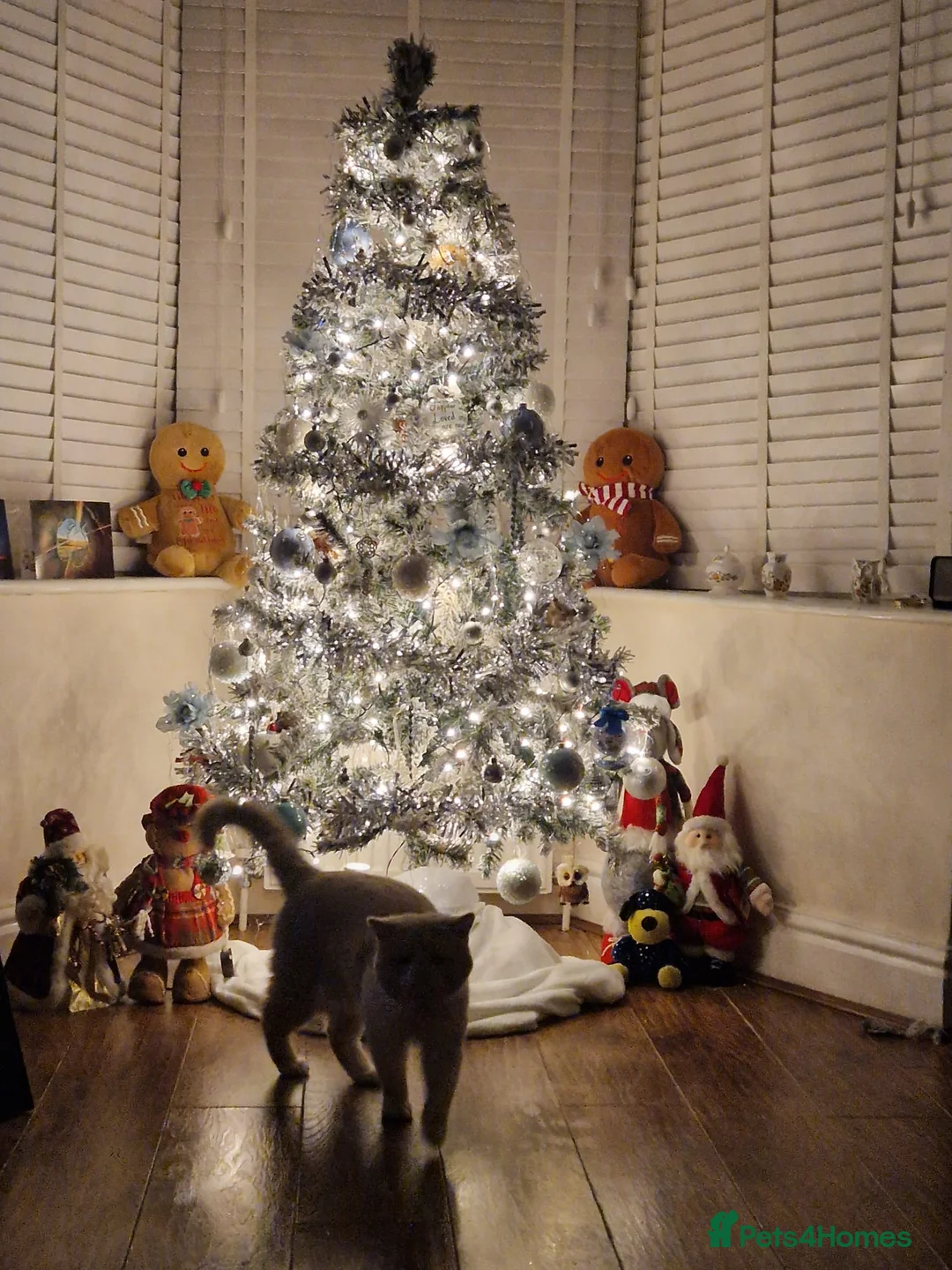 Exotic cats for sale: Exotic Male - Advert 3