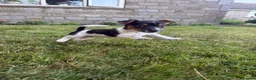 Jack Russell dogs for sale: Jack Russell puppies  - Advert 9