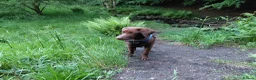 Labrador Retriever dogs for sale: KC Chocolate Labrador from Health Test Parents - Advert 8