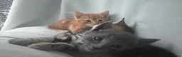 Mixed Breed cats for sale: Adorable kittens - Advert 8
