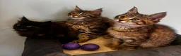 Maine Coon cats for sale: Half Maine Coon kittens  - Advert 4