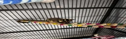 Sugar Glider rodents for sale: Two male sugar gliders for sale  in Liverpool - Advert 5