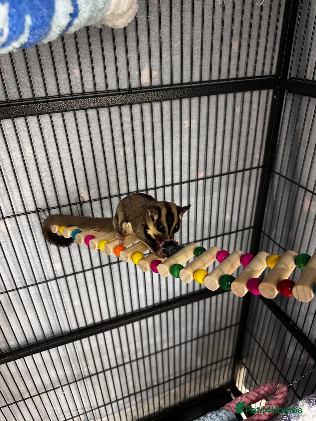 Sugar Glider rodents for sale: Two male sugar gliders for sale  in Liverpool - Advert 5