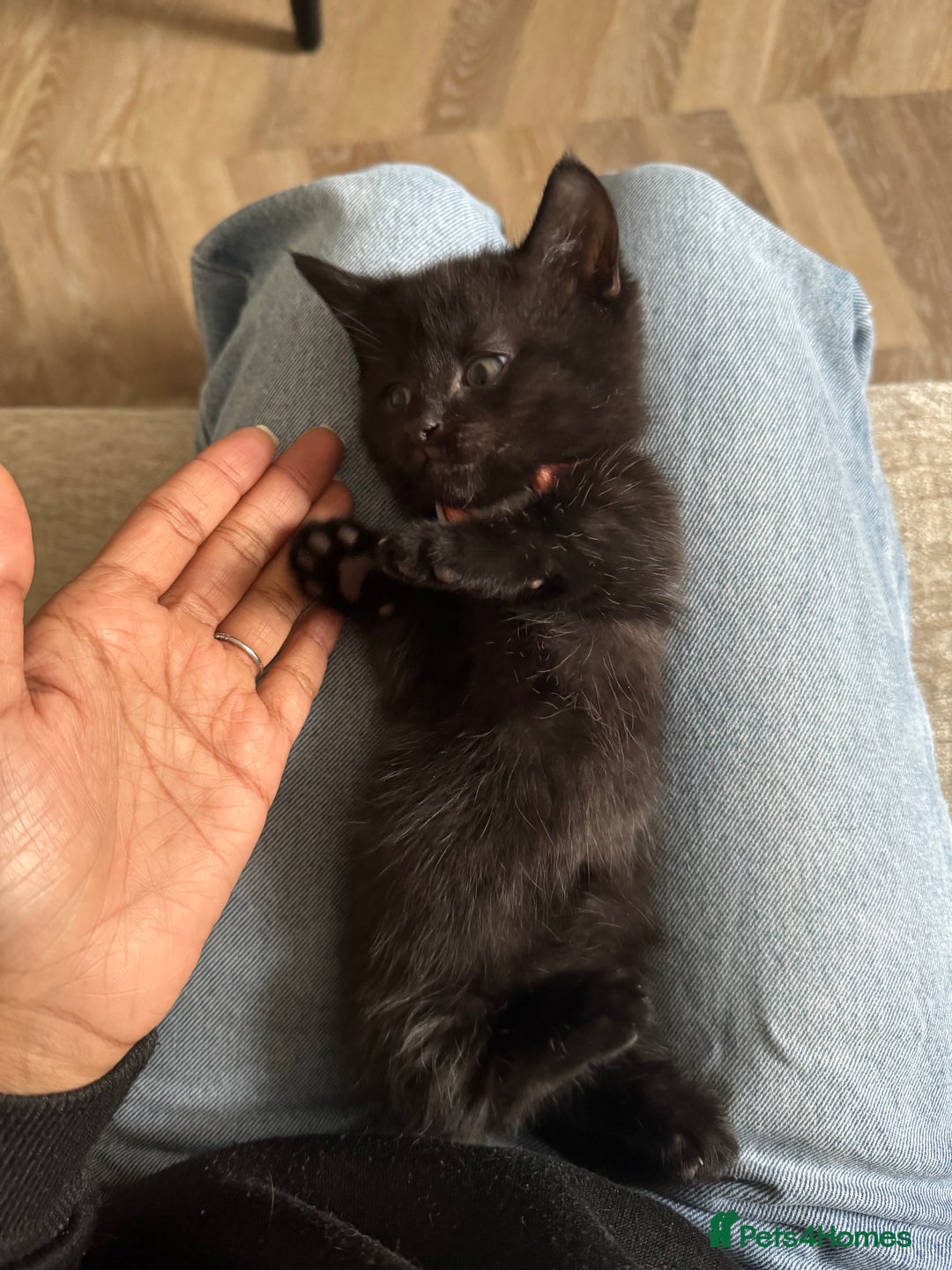 Munchkin cats for sale: stunning standard munchkins - Advert 2