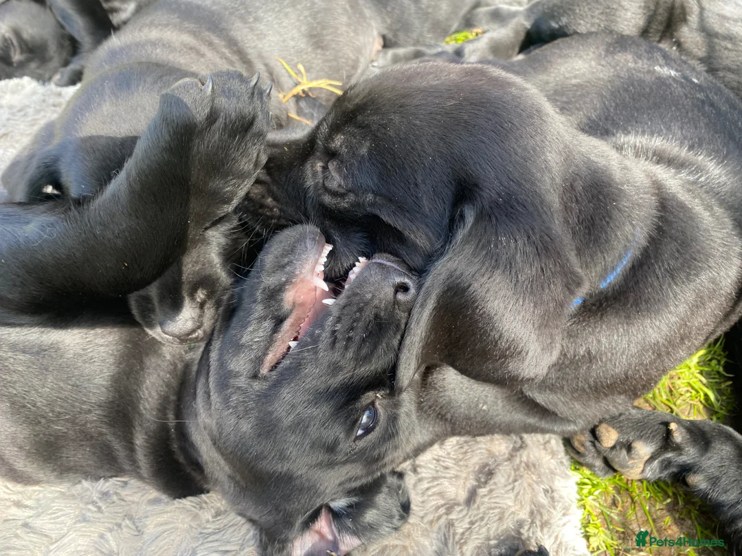 Labrador Retriever dogs for stud: Black Labrador Stud - Shadow/Proven in Ivybridge - Advert 9